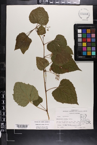 Ampelopsis cordata image