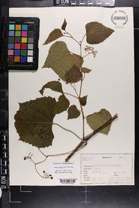 Ampelopsis cordata image