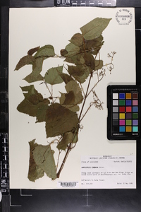 Ampelopsis cordata image