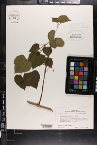 Ampelopsis cordata image