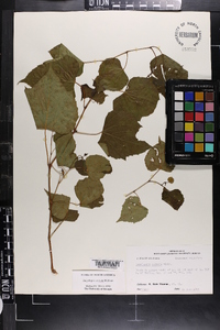 Ampelopsis cordata image