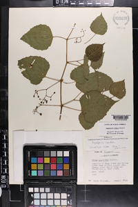 Ampelopsis cordata image