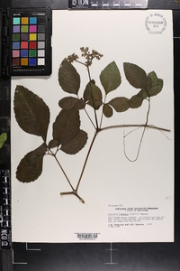 Cayratia japonica image