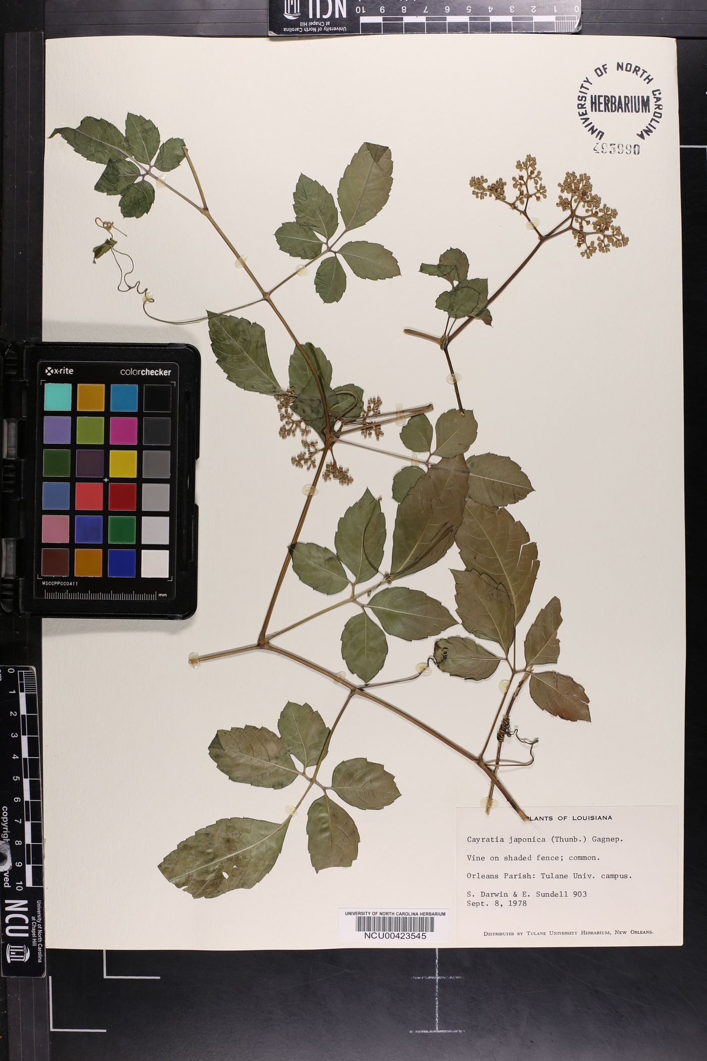 Cayratia japonica image