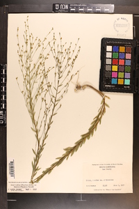 Linum medium var. texanum image