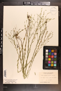 Linum medium var. texanum image