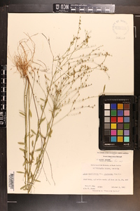 Linum intercursum image