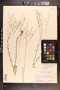 Linum intercursum image