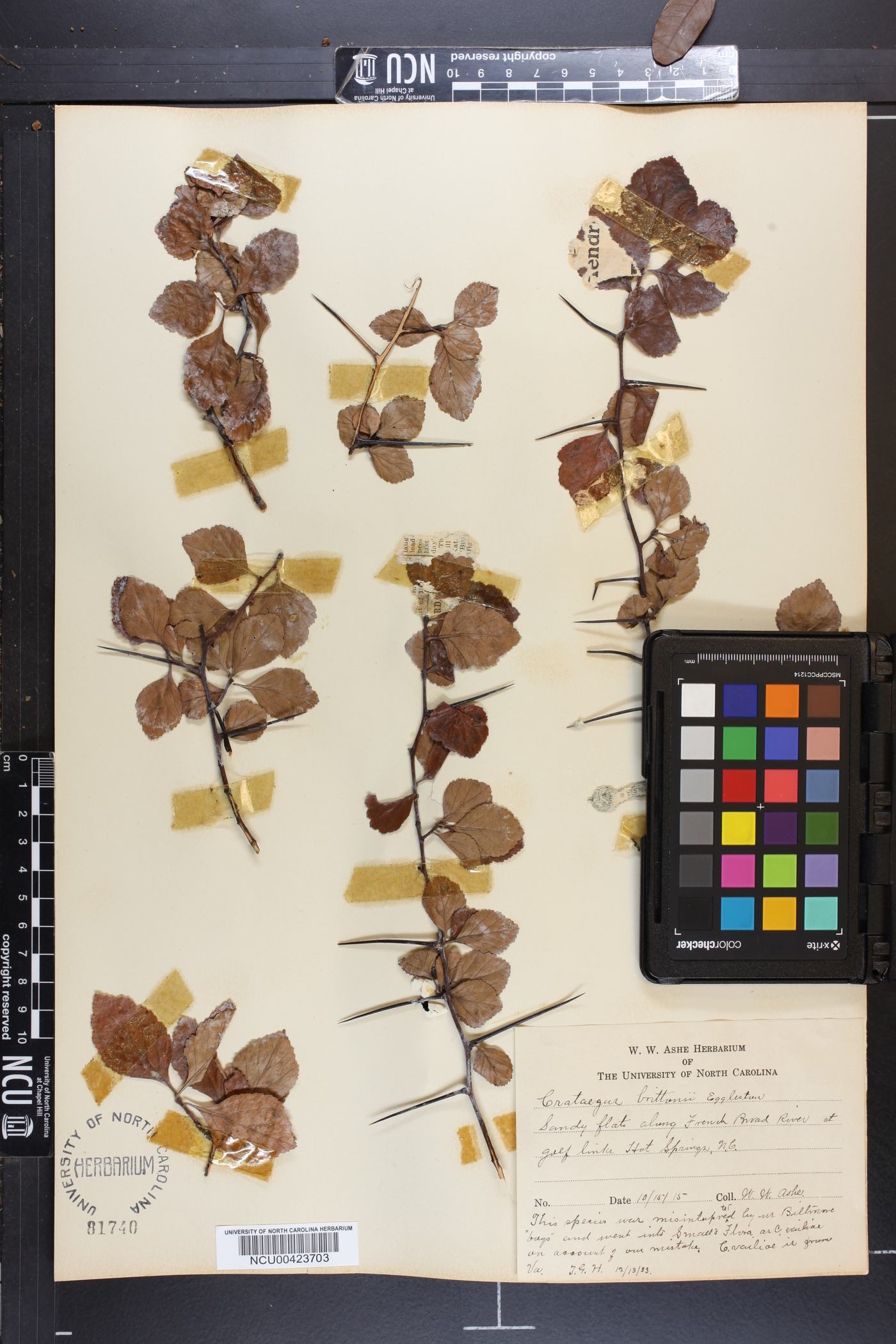 Crataegus brittonii image