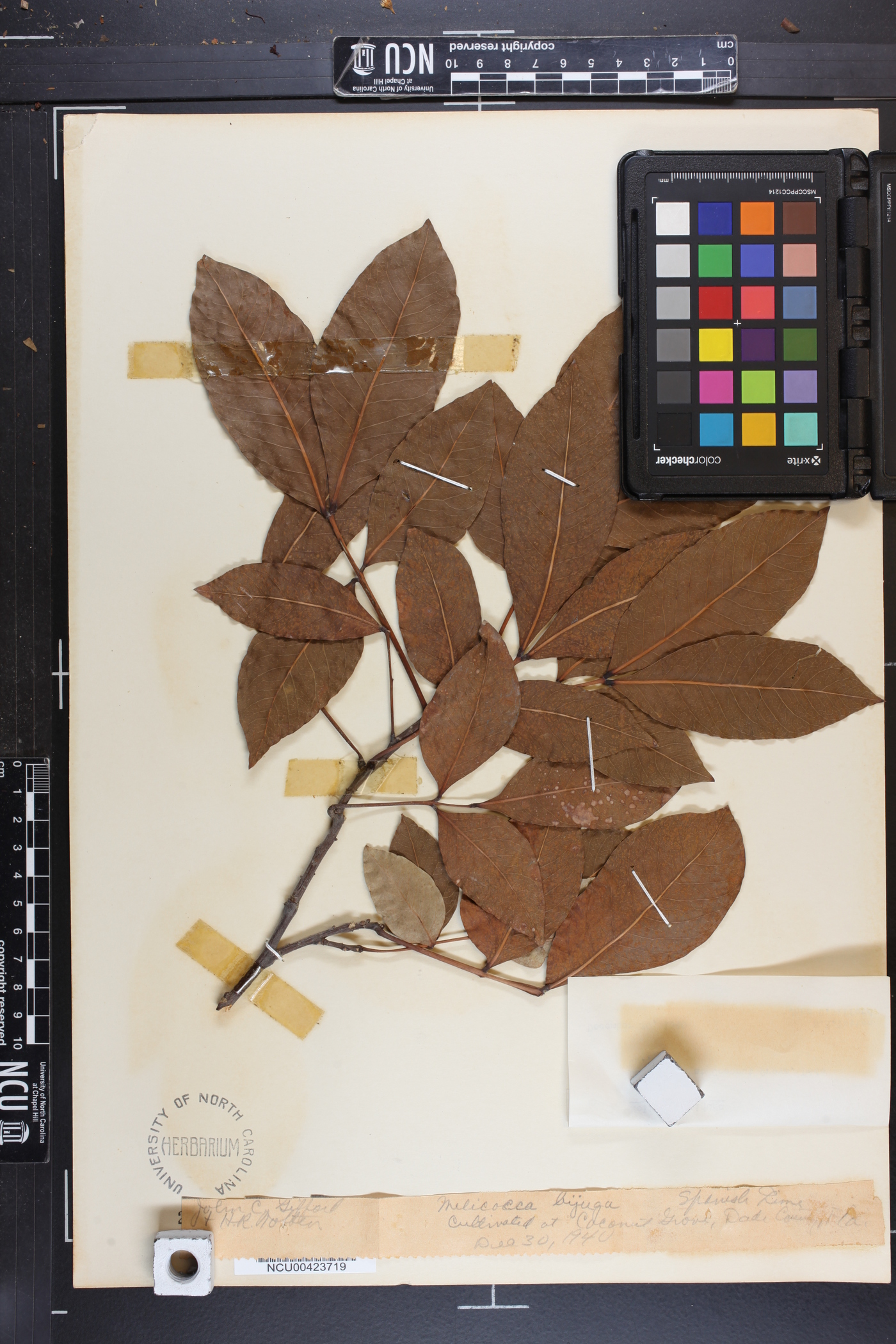 Melicoccus bijugatus image