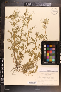 Vicia sativa subsp. nigra image