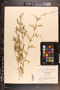 Vicia sativa subsp. nigra image