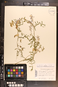 Vicia villosa subsp. varia image