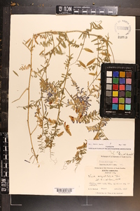 Vicia villosa subsp. varia image