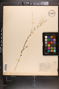 Linum virginianum image