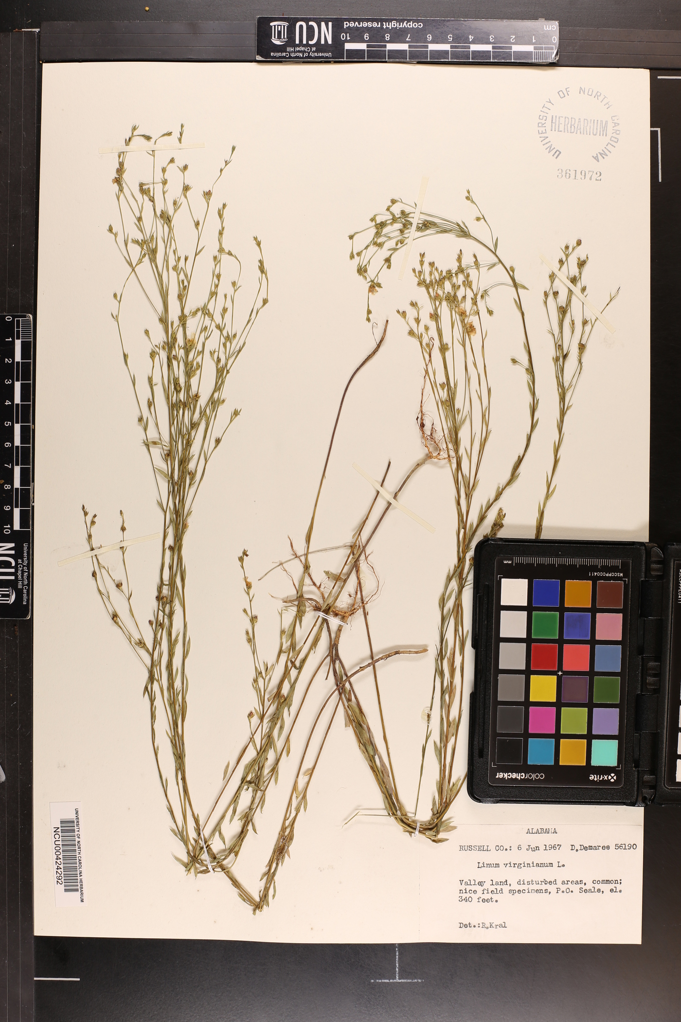 Linum virginianum image