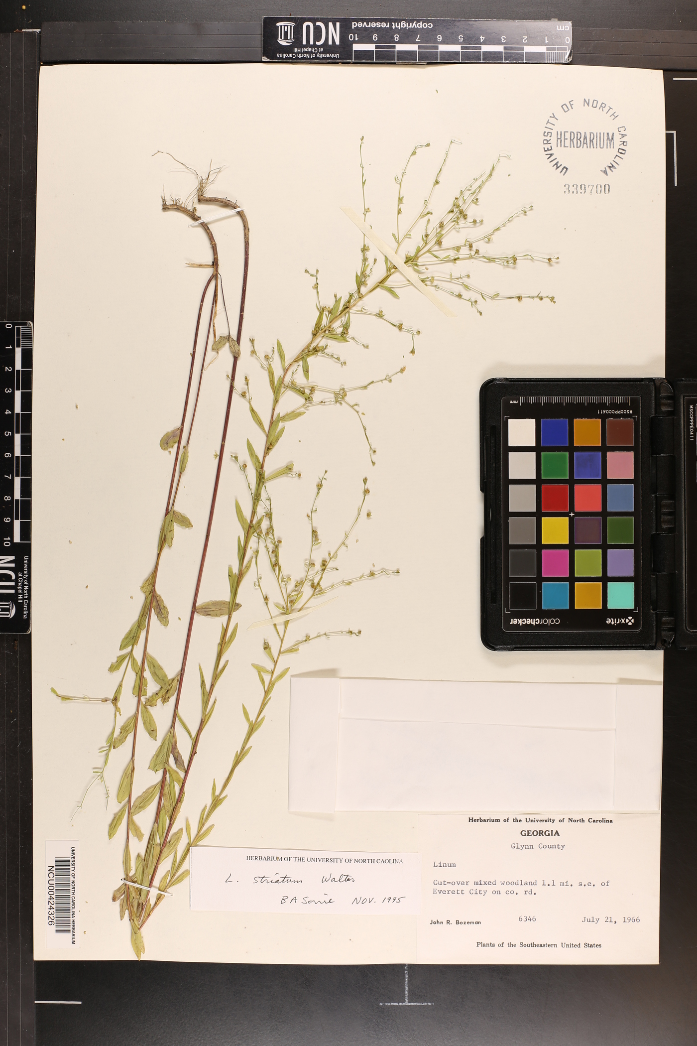Linum catharticum image