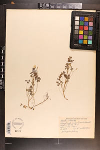 Oxalis corniculata image