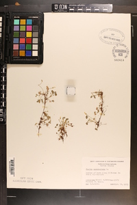 Oxalis corniculata image