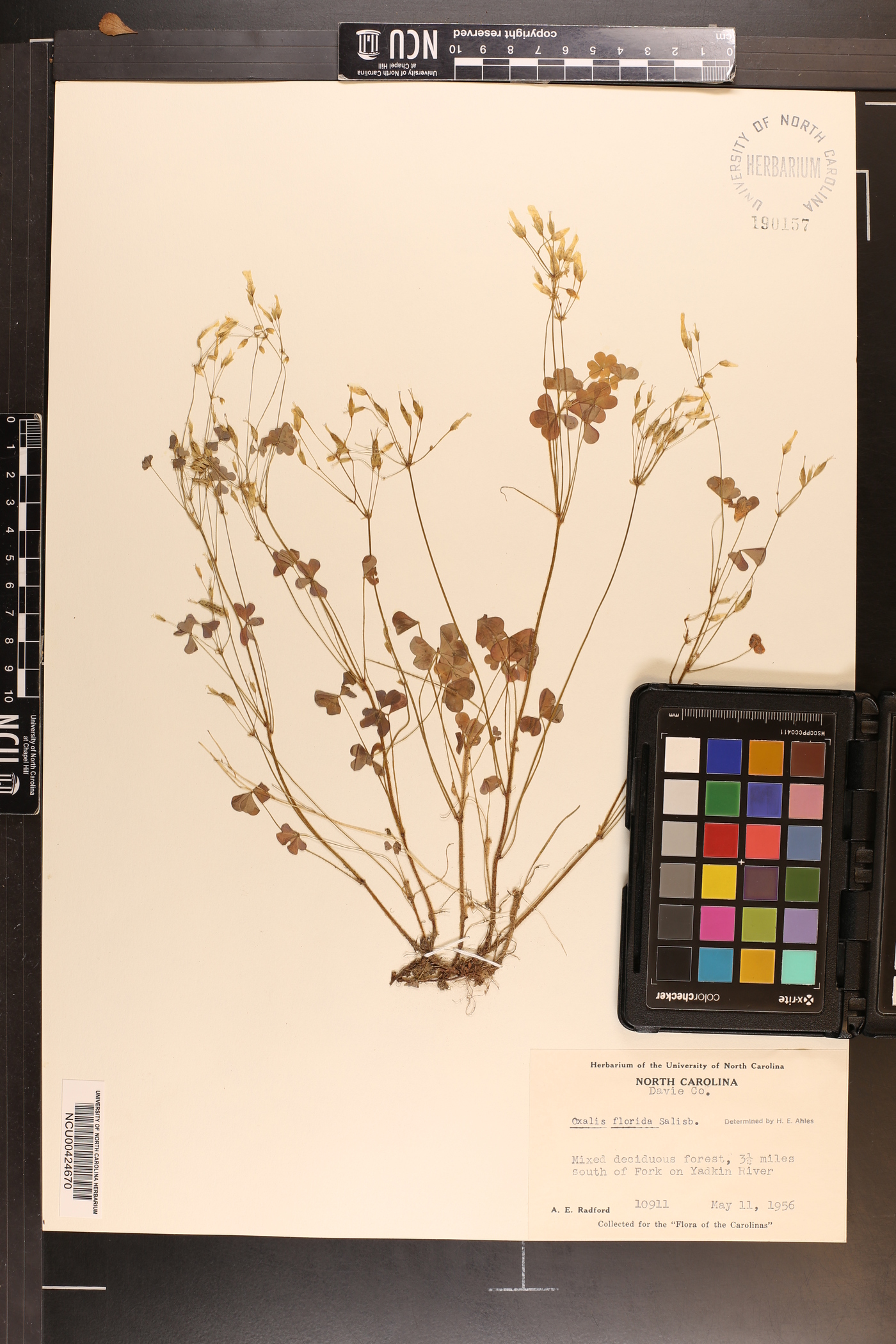 Oxalis florida image
