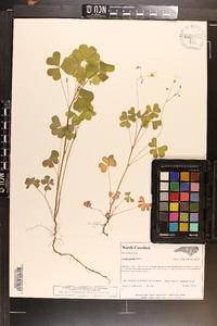 Oxalis grandis image