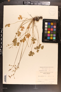 Oxalis rubra image