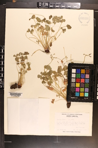 Oxalis rubra image