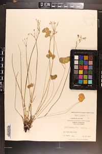 Oxalis rubra image