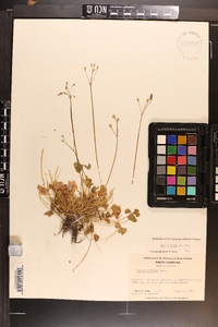 Oxalis rubra image