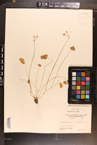 Oxalis rubra image