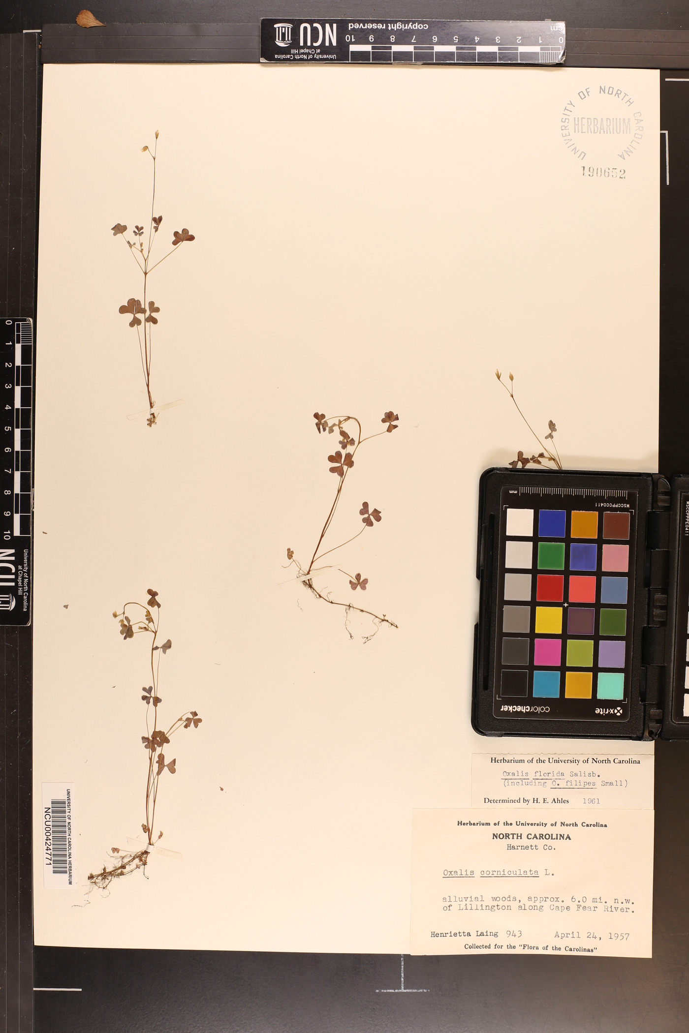Oxalis florida image