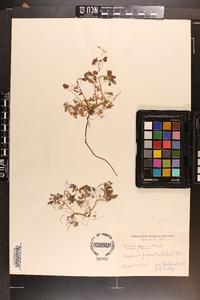 Oxalis florida image
