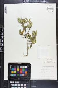 Ilex vomitoria image