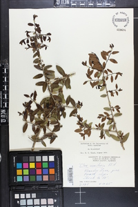 Ilex vomitoria image