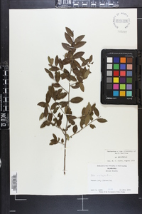 Ilex vomitoria image