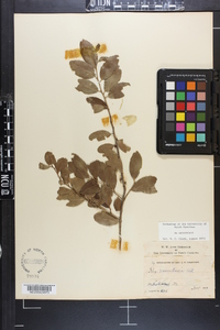 Ilex vomitoria image