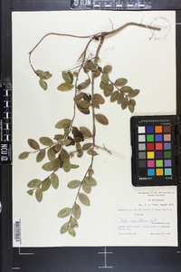 Ilex vomitoria image