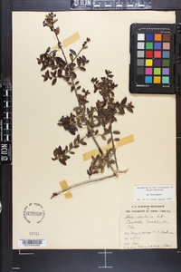 Ilex vomitoria image