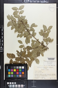 Ilex vomitoria image