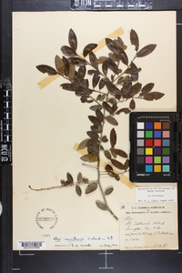 Ilex vomitoria image