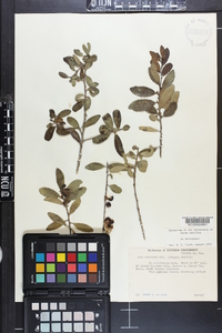 Ilex vomitoria image