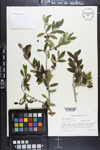 Ilex vomitoria image