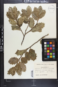 Ilex aquifolium image