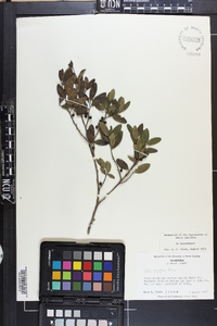 Ilex vomitoria image