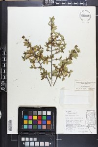 Ilex vomitoria image