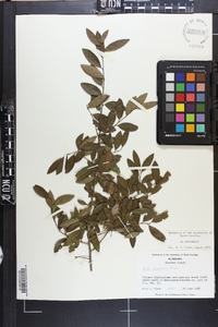 Ilex vomitoria image