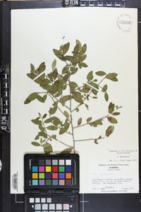 Ilex vomitoria image