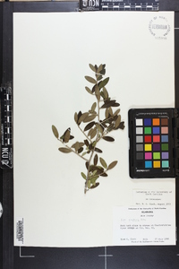 Ilex vomitoria image