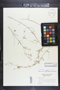Vicia acutifolia image