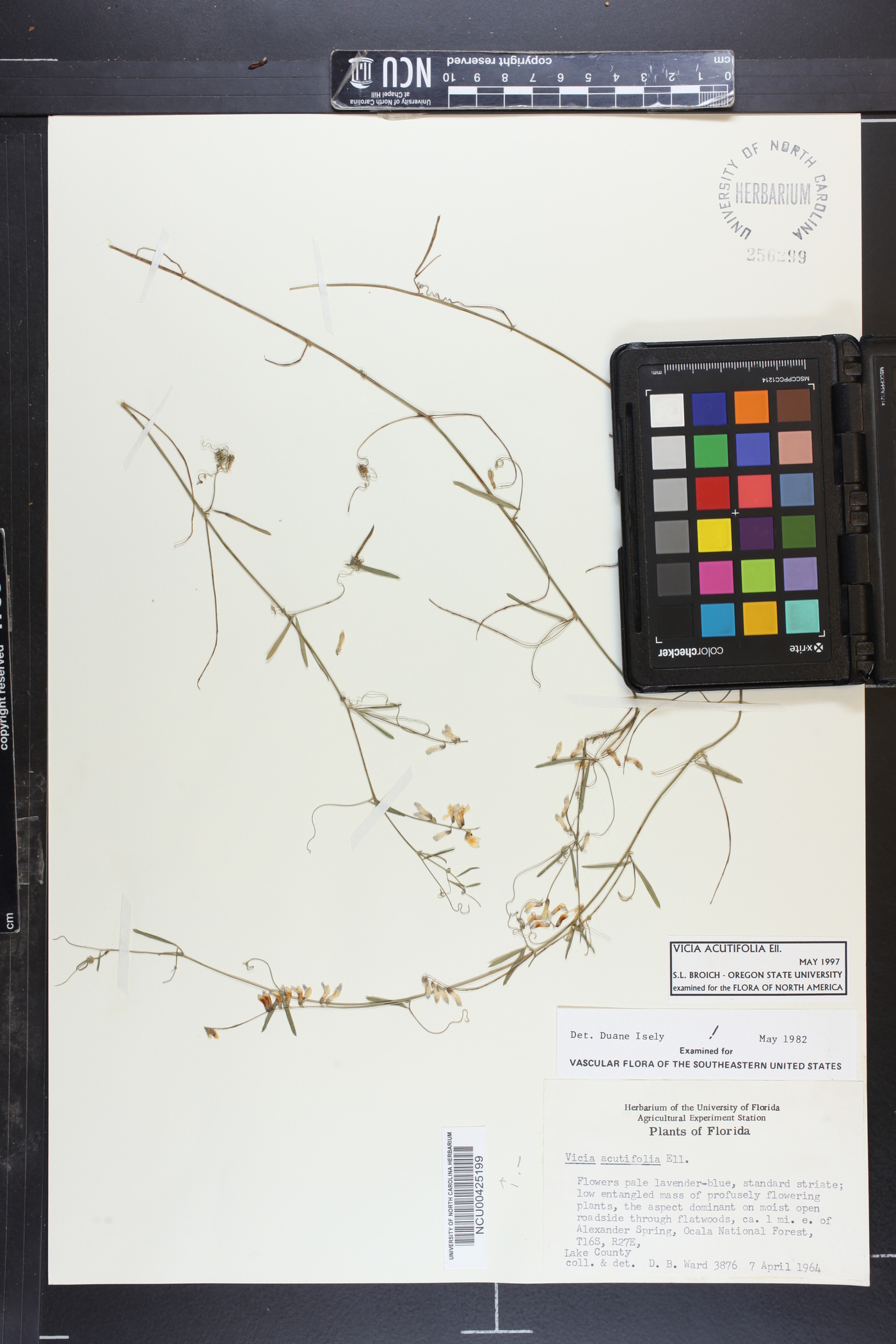 Vicia acutifolia image